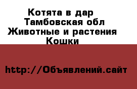 Котята в дар. - Тамбовская обл. Животные и растения » Кошки   